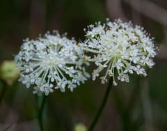 Trachymene composita composita