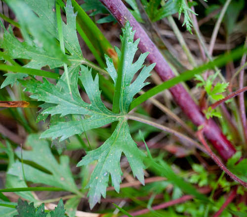 Image of Trachymene composita by (c) Chris Clarke, some rights reserved (CC BY)