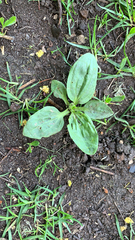 Plantago major