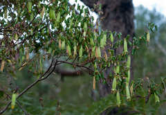 Correa reflexa reflexa