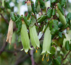 Correa reflexa reflexa