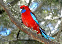 Platycercus elegans elegans