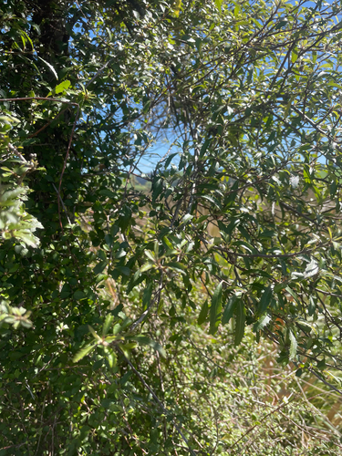 Hoheria angustifolia observed 2026-10-12