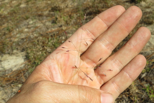 Triplasis purpurea observed 2026-10-11