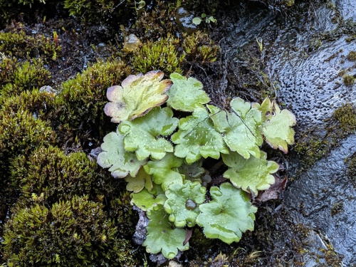 Romanzoffia sitchensis observed 2026-10-11