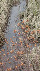 Myrica gale tomentosa
