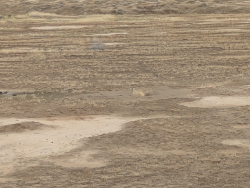 White-tailed Prairie Dog observed by paniolo_man