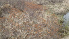 Myrica gale tomentosa