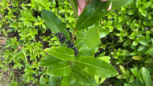 Citharexylum caudatum observed 2026-10-03