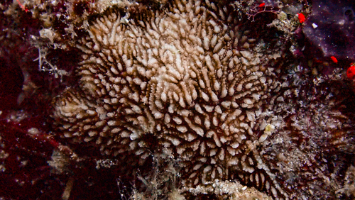 Cycloseris observed 2026-09-16