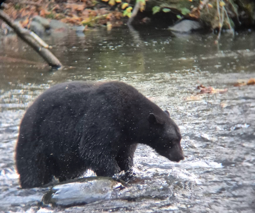 Black Bear sighting near Quinsam 12