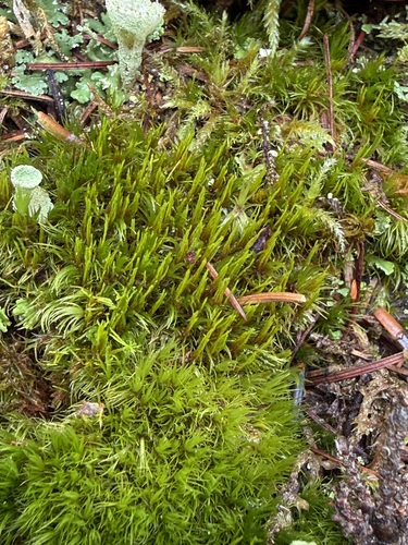 Orthodicranum flagellare observed 2026-10-03