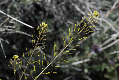 Western Tansymustard