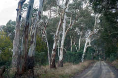 Eucalyptus rubida