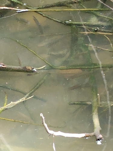 Three Spot Gourami