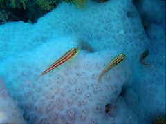 Helcogramma striata