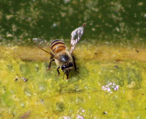 Western Honey Bee