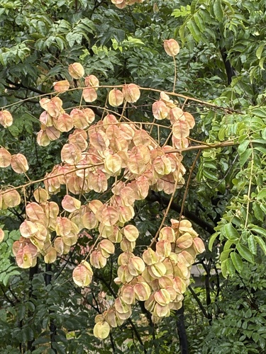 Koelreuteria bipinnata, 2026-10-12