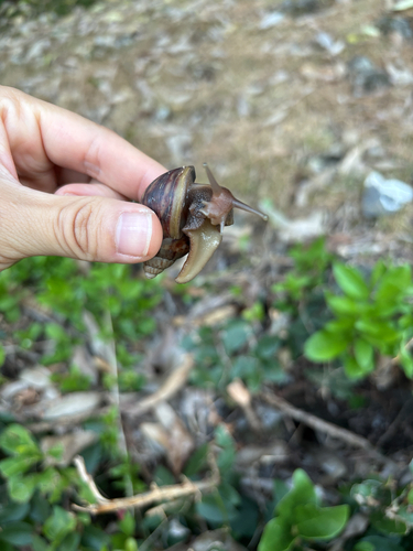 Achatina fulica observed 2026-10-11