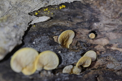 Crepidotus praecipuus