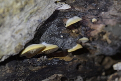 Crepidotus praecipuus