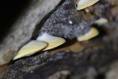 Crepidotus praecipuus