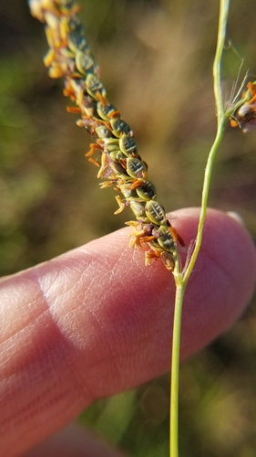Paspalum plicatulum observed 2026-10-10