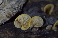 Crepidotus praecipuus