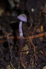 Laccaria masoniae