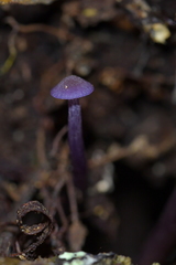 Laccaria masoniae