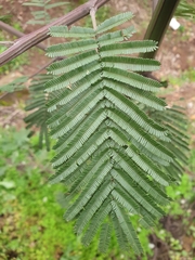Acacia dealbata dealbata