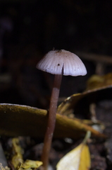 Laccaria masoniae