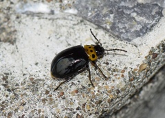 Morphosphaera japonica