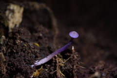 Laccaria masoniae