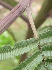 Acacia dealbata dealbata