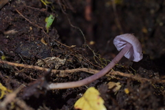 Laccaria masoniae