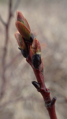 Salix fuscescens