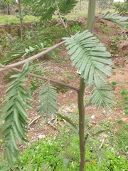 Acacia dealbata dealbata