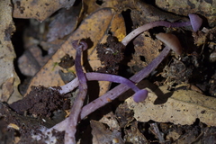 Laccaria masoniae