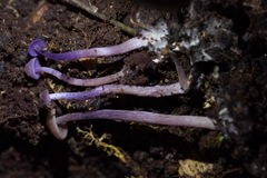 Laccaria masoniae