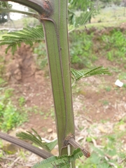 Acacia dealbata dealbata