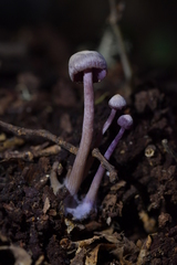 Laccaria masoniae