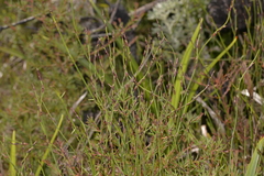 Sporadanthus interruptus