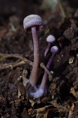 Laccaria masoniae