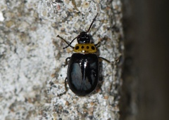 Morphosphaera japonica