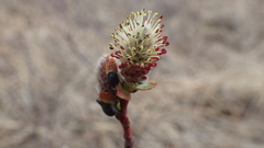 Salix fuscescens
