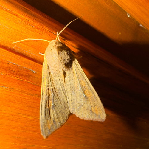 Armyworm Moth