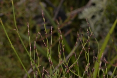 Sporadanthus interruptus