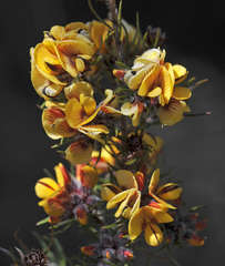 Pultenaea mollis