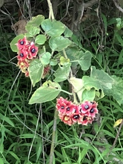 Clerodendrum canescens